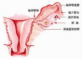 卵巢结构图