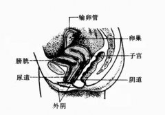 深度解析白带异常的症状